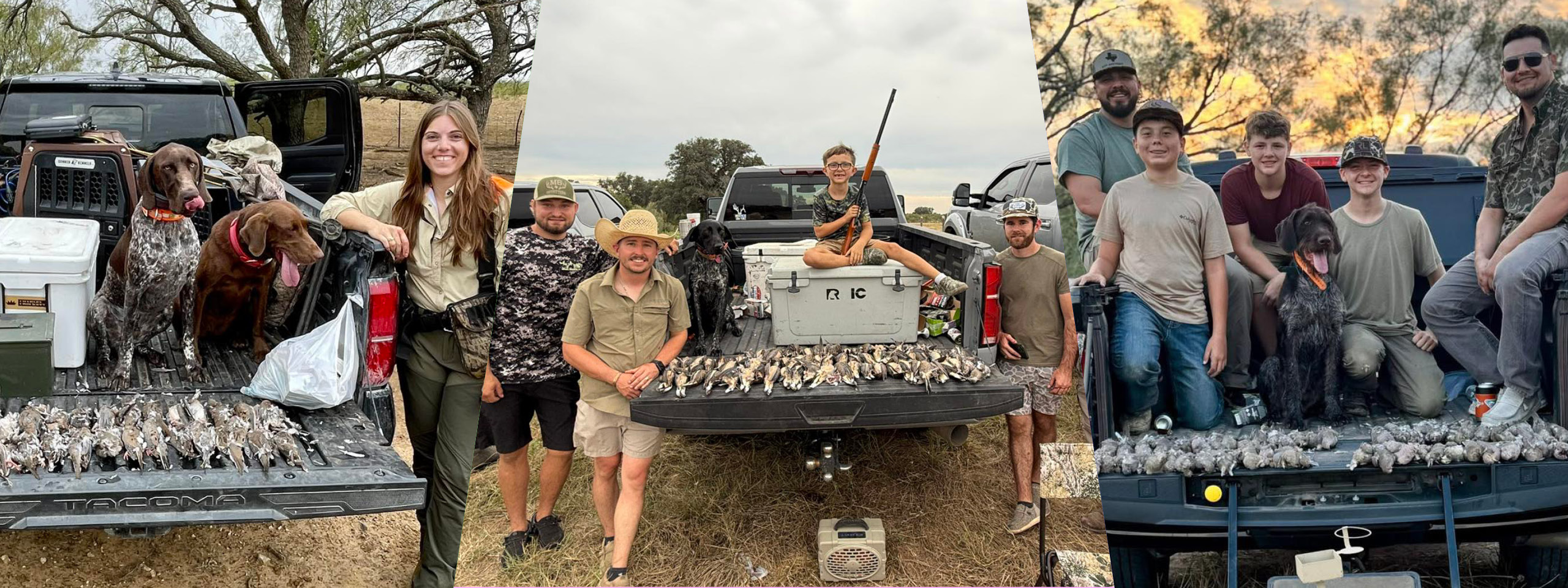 Dove Hunts