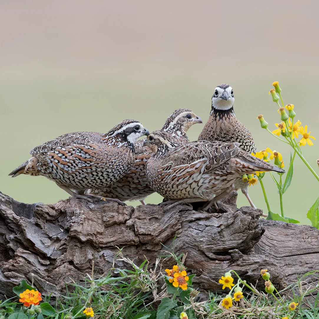 M6 Quail & Pheasant Hunts