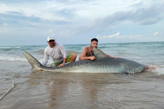 Shark Fishing